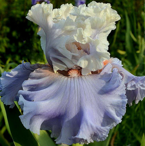 Platinum Class (Плaтінум Класс)